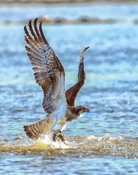 Waterfish feeding hunt