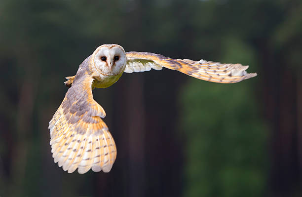 バーンミミズクのフライト - action alertness animal bird ストックフォトと画像