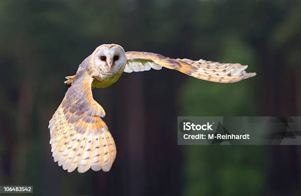 Barn Owl In Flight Stock Photo - Download Image Now - Owl, Barn Owl, Flying