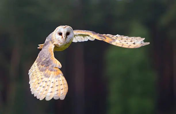 Photo of barn owl in flight