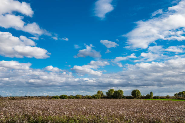 plantaciones de algodón de la granja - cotton photography cloud plantation fotografías e imágenes de stock