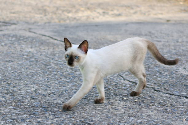 istock The kitten are walking on the road, staring. 1064837216
