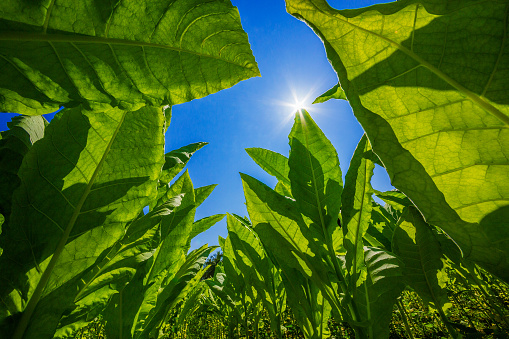 Tobacco planted at the farm on a bright blue day.