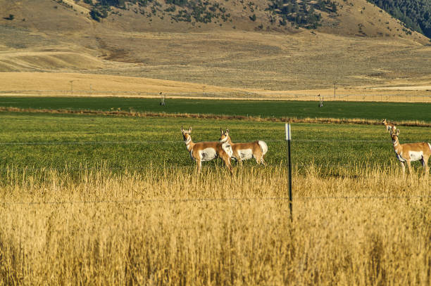 istock Pronghorn in Montana 1064843164