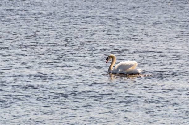 istock Swan with Beautifully Lit Feathers 1064843412