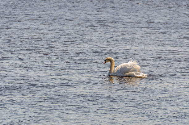 istock Swan Swimming with Beautiful Poufy Feathers 1064843432