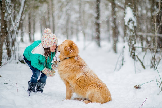 愛らしい少女と冬の犬 - animal dog winter snow ストックフォトと画像