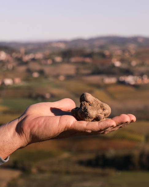 white trufle from alba - white truffle imagens e fotografias de stock