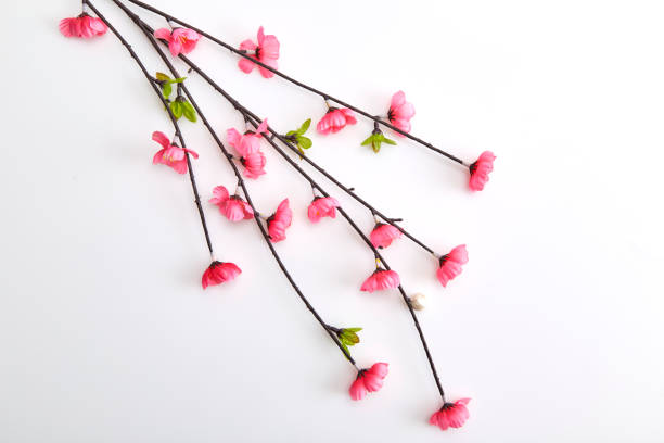 Branch Pink Cherry Blossoms on white background, place for text, top view,  Good for chinese new year 2019 use