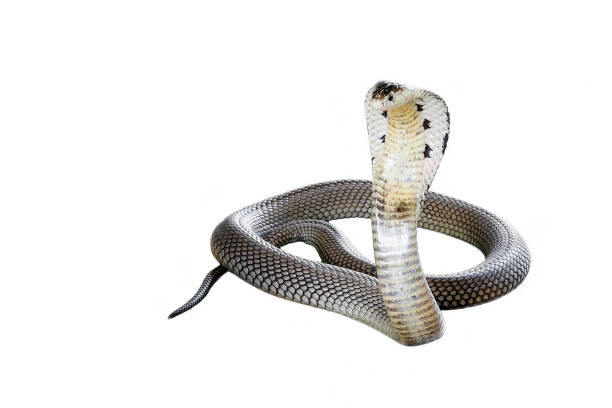 Cobra is spreading the hood on a white background. stock photo