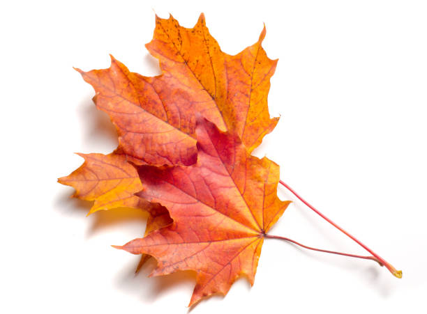 istock Texture, background, pattern. Autumn maple leaves. Background of maple leaves. Red and yellow maple leaves Autumn advance; Autumn motive 1064850046