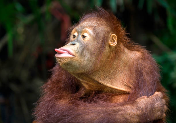 orangotango, brincando com a língua. - orangutan ape endangered species zoo - fotografias e filmes do acervo