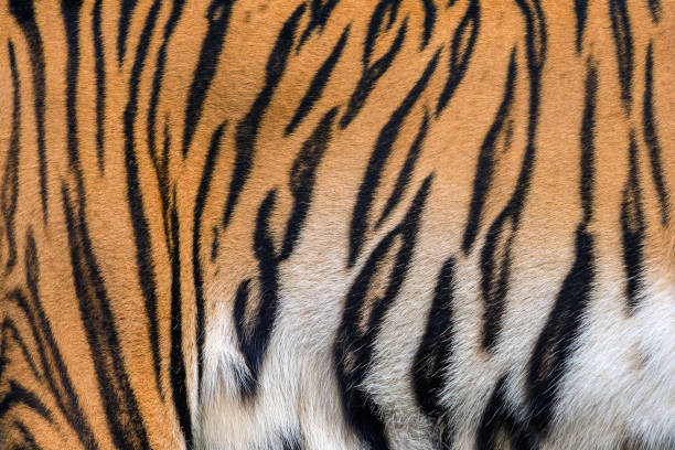 istock Textures and skins of tiger. 1064852574
