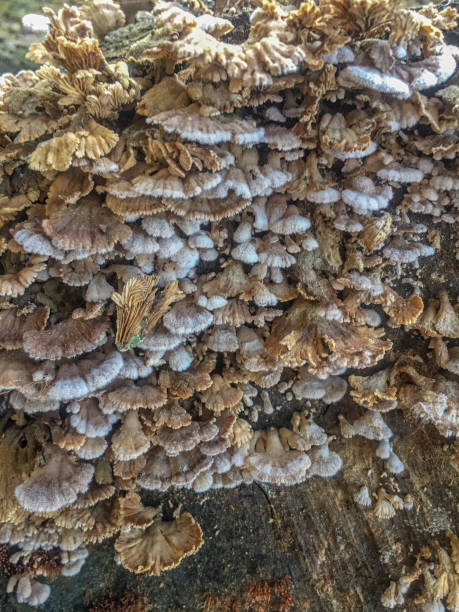 istock Selective focus of wild mushroom on wooden trunk. 1064852700