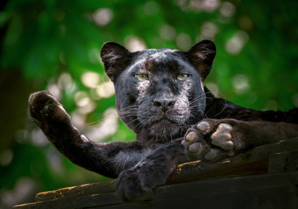 istock Panther or leopard are resting in the natural atmosphere. 1064853114