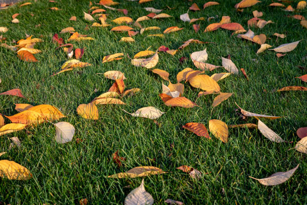 istock Colorful Dried Out Fall Leaves in the Ground 2 1064853250