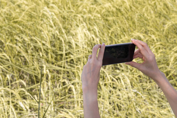 istock hand holding smartphone touch screen take photo 1064855210