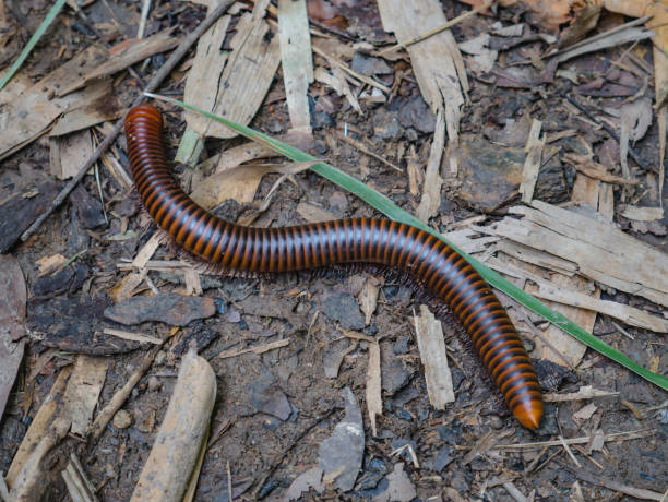 istock Millipedes on the floor in the forest 1064856046