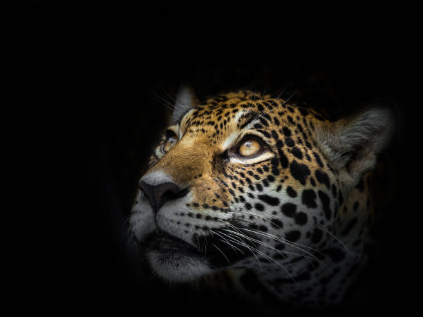 The face of a leopard is staring at the victim. The face of a leopard is staring at the victim. jaguar stock pictures, royalty-free photos & images