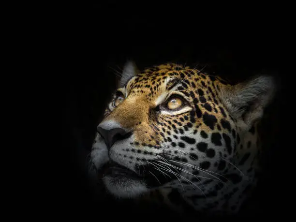 Photo of The face of a leopard is staring at the victim.