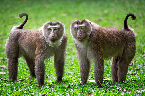 The family of pig-tailed macaque in the nature of the forest.