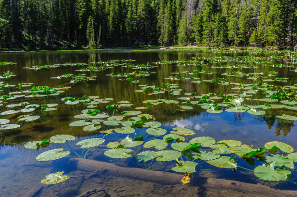 Nymph Lake, Colorado Water lillies in Nymph lake on a summer's afternoon in Rocky Mountain National Park, Colorado. colorado rocky mountain national park lake mountain stock pictures, royalty-free photos & images