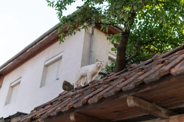 Undomesticated cat roaming the rooftops of Bansko, Bulgaria.