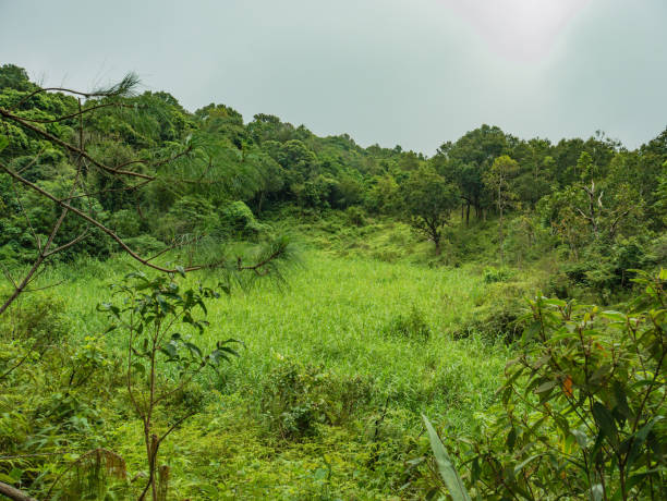 istock Beautiful Green nature in Ramkhamhaeng National Park 1064859998