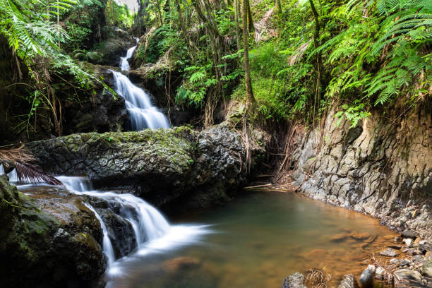 cascata di onomea, giardino botanico tropicale hawaiano, hili, hawaii. circondato da foreste tropicali, piscina e rocce sottostanti. - hawaii islands big island waterfall nobody foto e immagini stock