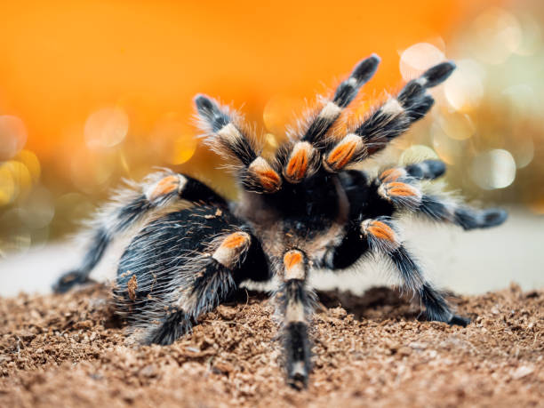istock Tarantula spider. Dangerous insect in a special terrarium. 1064868466