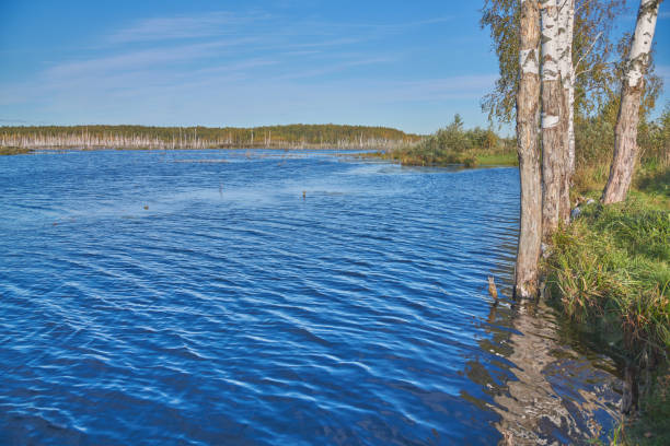 Overgrown lake in the fall in Russia