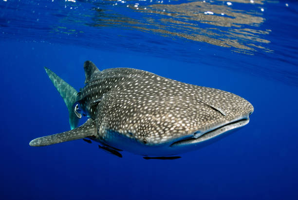 istock Giant sea whale shark. 1064869320