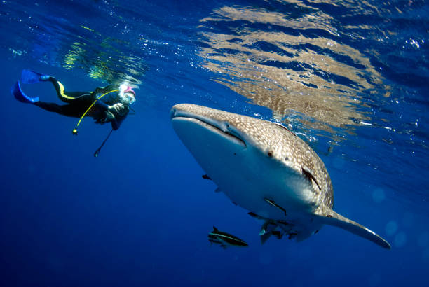 Surprised divers with whale sharks. Surprised divers with whale sharks. andaman sea stock pictures, royalty-free photos & images