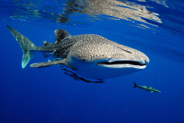 istock Whale shark is a big fish in the sea. 1064869332