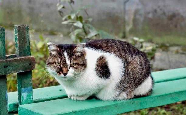 istock cat sitting on a bench near the house 1064870720