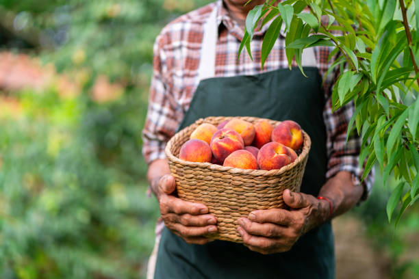 istock Mature farmer holding basket with peaches 1064871106