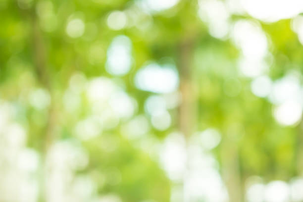 istock Green bokeh out of focus background from nature forest 1064874680