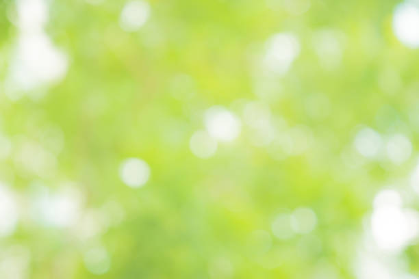 istock Green bokeh out of focus background from nature forest 1064874708