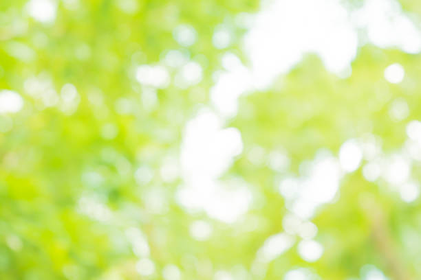 istock Green bokeh out of focus background from nature forest 1064874724