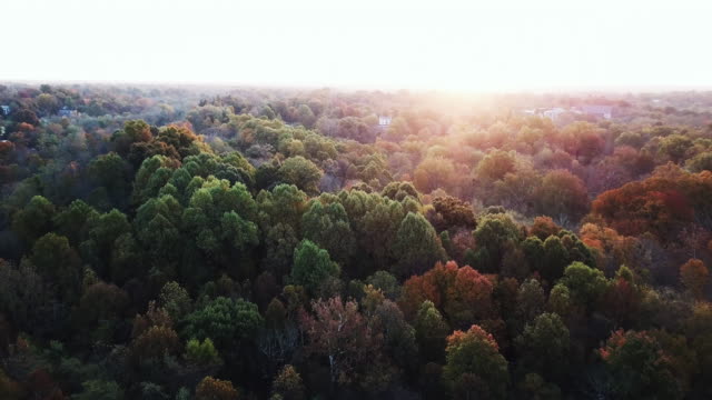 Flying above the stunning colorful treetops in Louisville with skyline in background and leaves turning colors on sunny morning. Beautiful autumn trees in yellow, orange and red forest on sunny autumn day. Fall foliage in autumn forest
