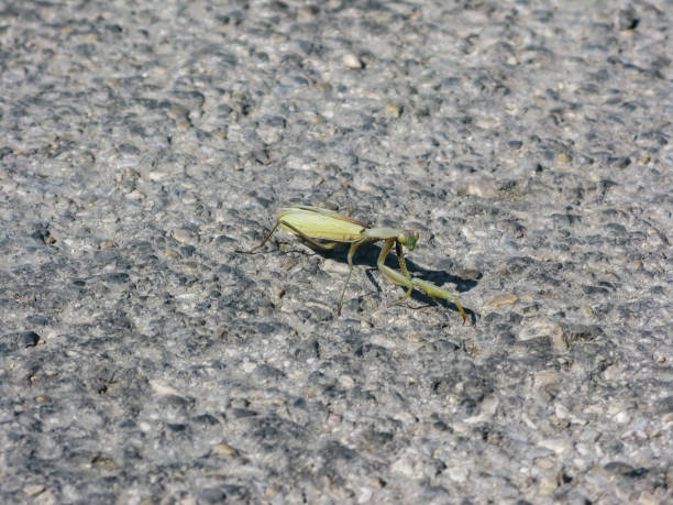 istock mantis masked on soil with stones and sprigs 1064877618