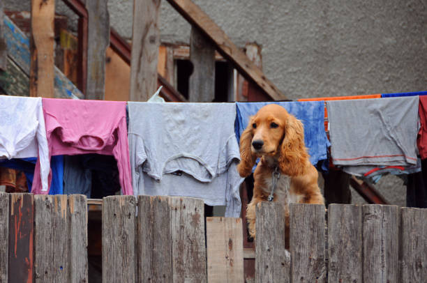 cocker-spaniel na ogrodzeniu - cocker_spaniel zdjęcia i obrazy z banku zdjęć