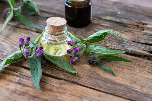 aceite de consuelda - borage fotografías e imágenes de stock