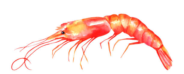 istock A watercolor drawing of a shrimp, isolated on a white background with a clipping path 1064885702