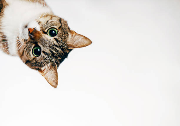 the cat looks out, cat on white background peeks around the corner