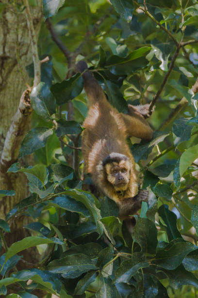 istock Hooded Capuchin, Pantanal, Brazil 1064888664