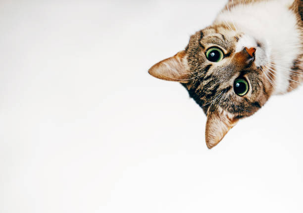 istock the cat looks out, cat on white background peeks around the corner 1064890230