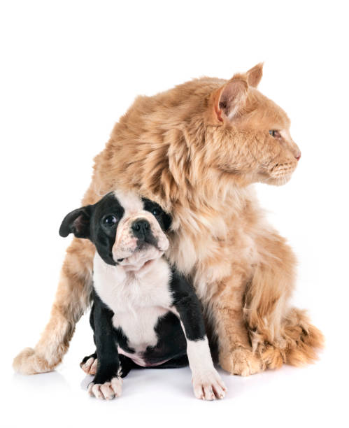 istock maine coon cat and little dog 1064890424