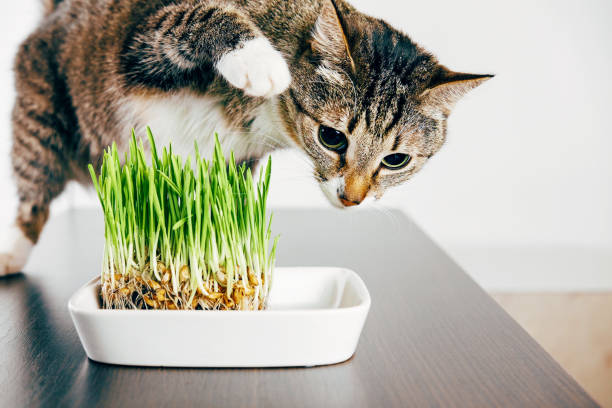 istock cat wants to touch the grass with his paw, tabby cat eating grass 1064890822