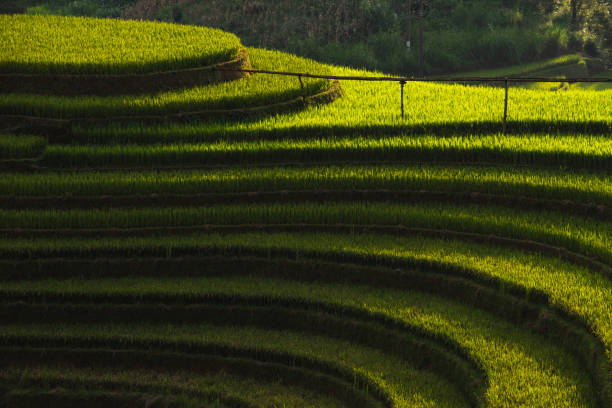 Rice terrace Mountains in Mu can chai, Vietnam